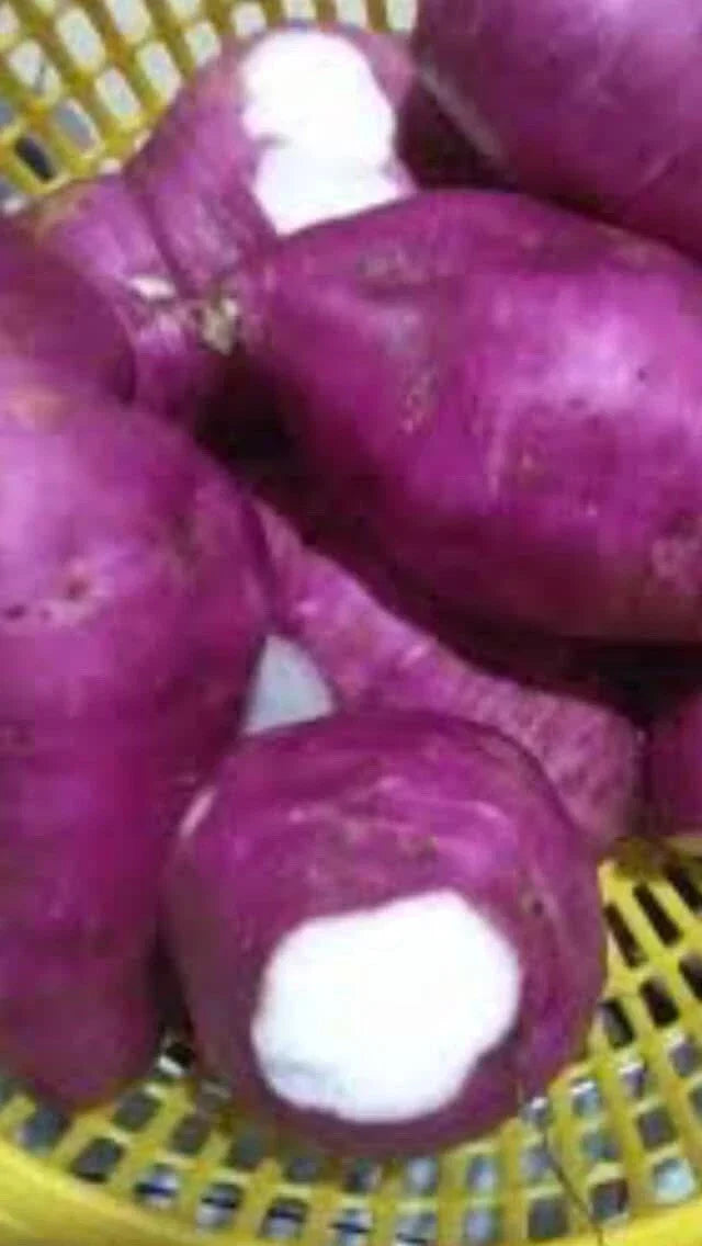 Purple Skin White Sweet Potato Slips - Organic Ipomoea batatas Cuttings, 10 Per Order