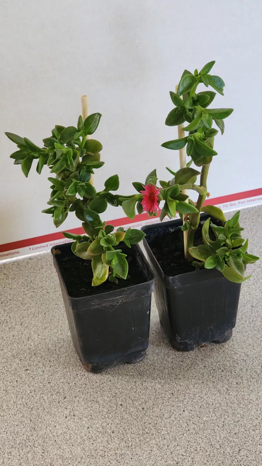Live Sun Rose Plants Red Apple Variety 6-8 Inches Rooted in Soil for Gardens & Containers