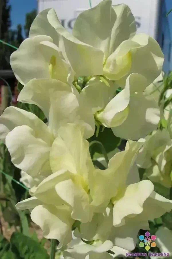 Cathy Sweet Pea Seeds - 50+ Premium Lathyrus odoratus Seeds for Trellises and Arbors
