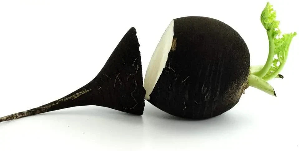 Black Radish Seeds 250 Count - Raphanus sativus niger Rare Vegetable