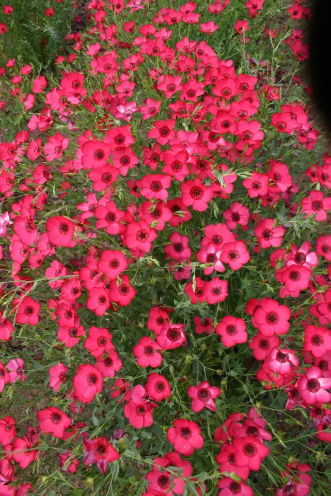 Scarlet Flax Seeds - 400+ Non-GMO Organic Linum grandiflorum Garden Seeds for Wildflower, Border & Pollinator Gardens