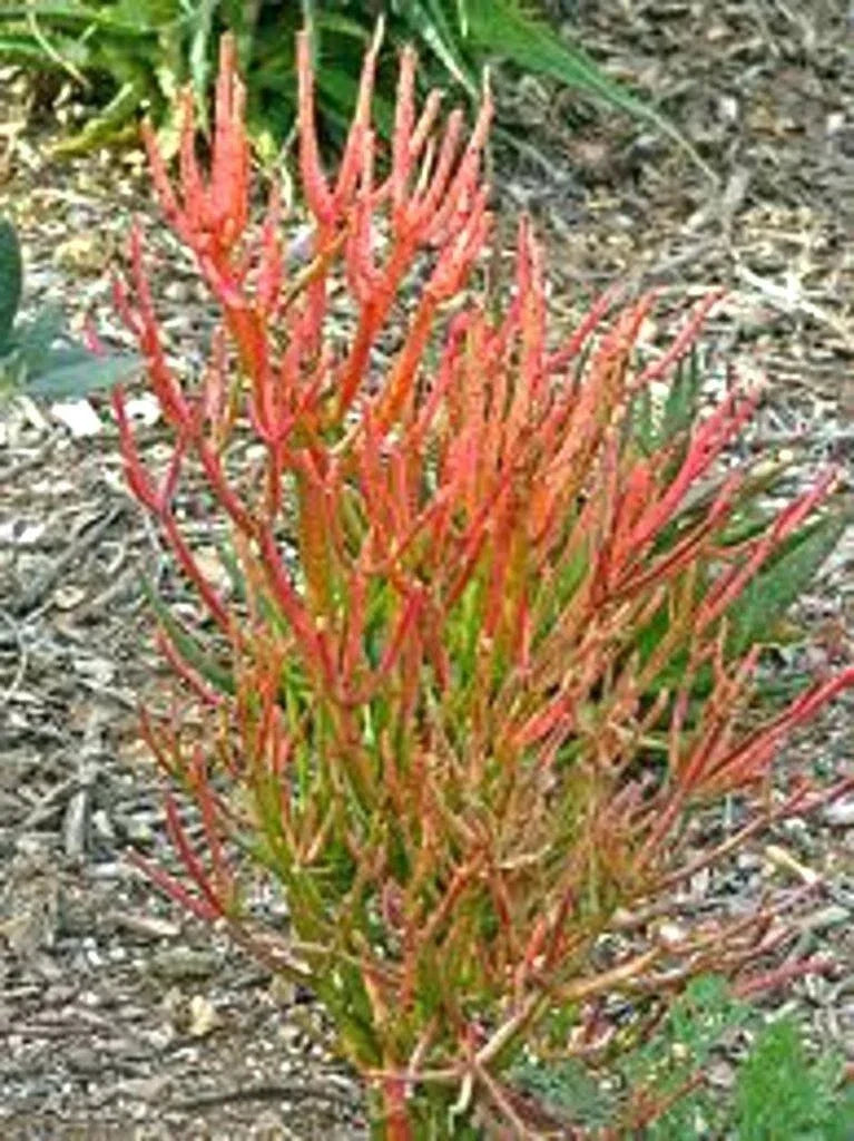 15 Firestick Pencil Euphorbia Tirucalli Succulent Cuttings – Thornless, Drought-Tolerant Indoor & Outdoor Plant Propagation