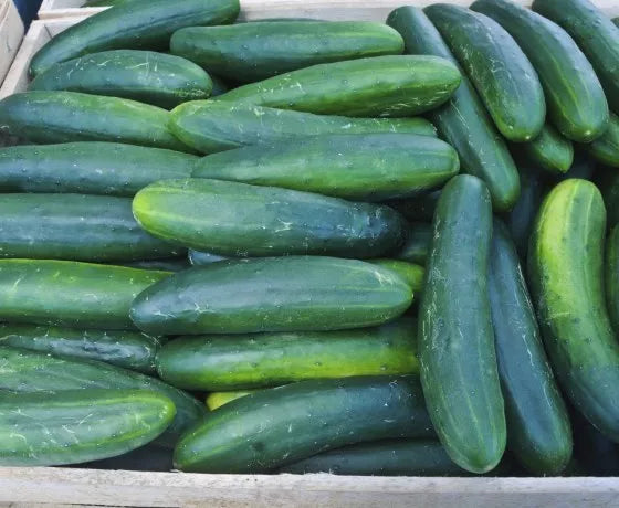 Cucumber Seeds - Early Spring Burpless Variety - Fresh Non-GMO Seeds for Planting - Cucumis sativus