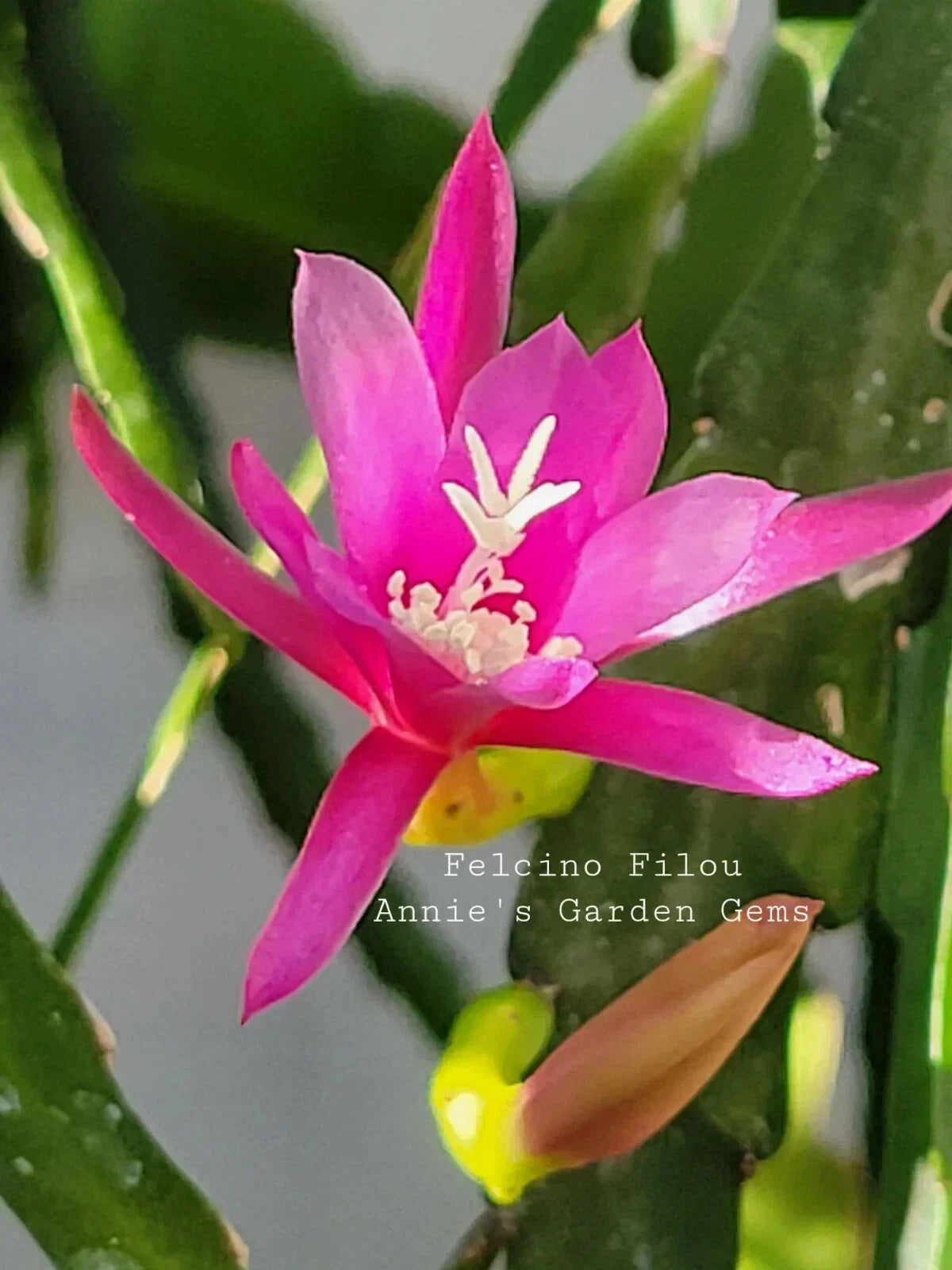 Epiphyllum Felcino Filou Unrooted Cuttings - 8-10 Inches, Orchid Cactus, Climbing & Trailing, Easy Propagation