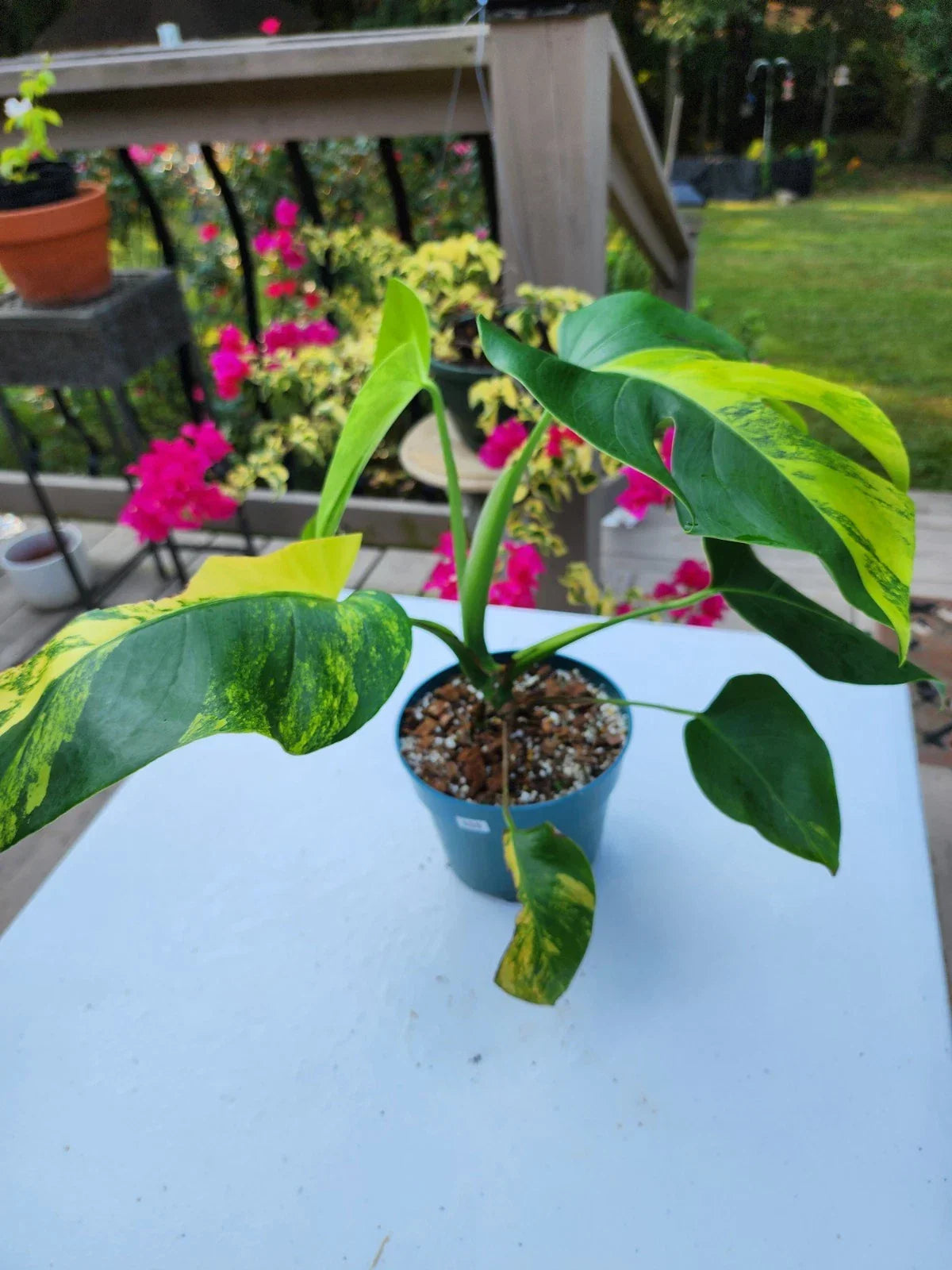Monstera Aurea Plant in 6-Inch Pot, Variegated Golden Leaves, Tropical Houseplant, Monstera deliciosa 'Aurea'