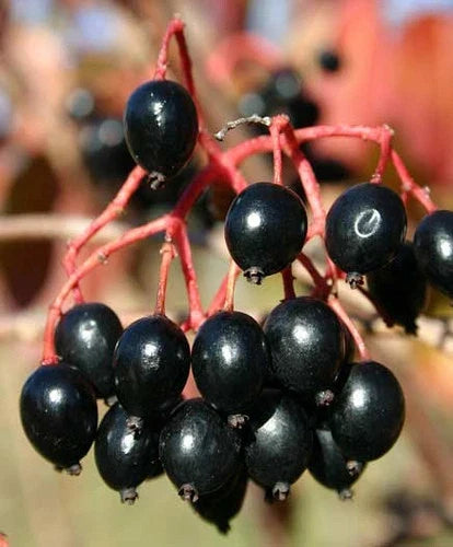 Nannyberry Flowering Tree Seeds - Edible Berries, Viburnum lentago, 37 Seeds, Hardy Shrub for Garden & Landscape