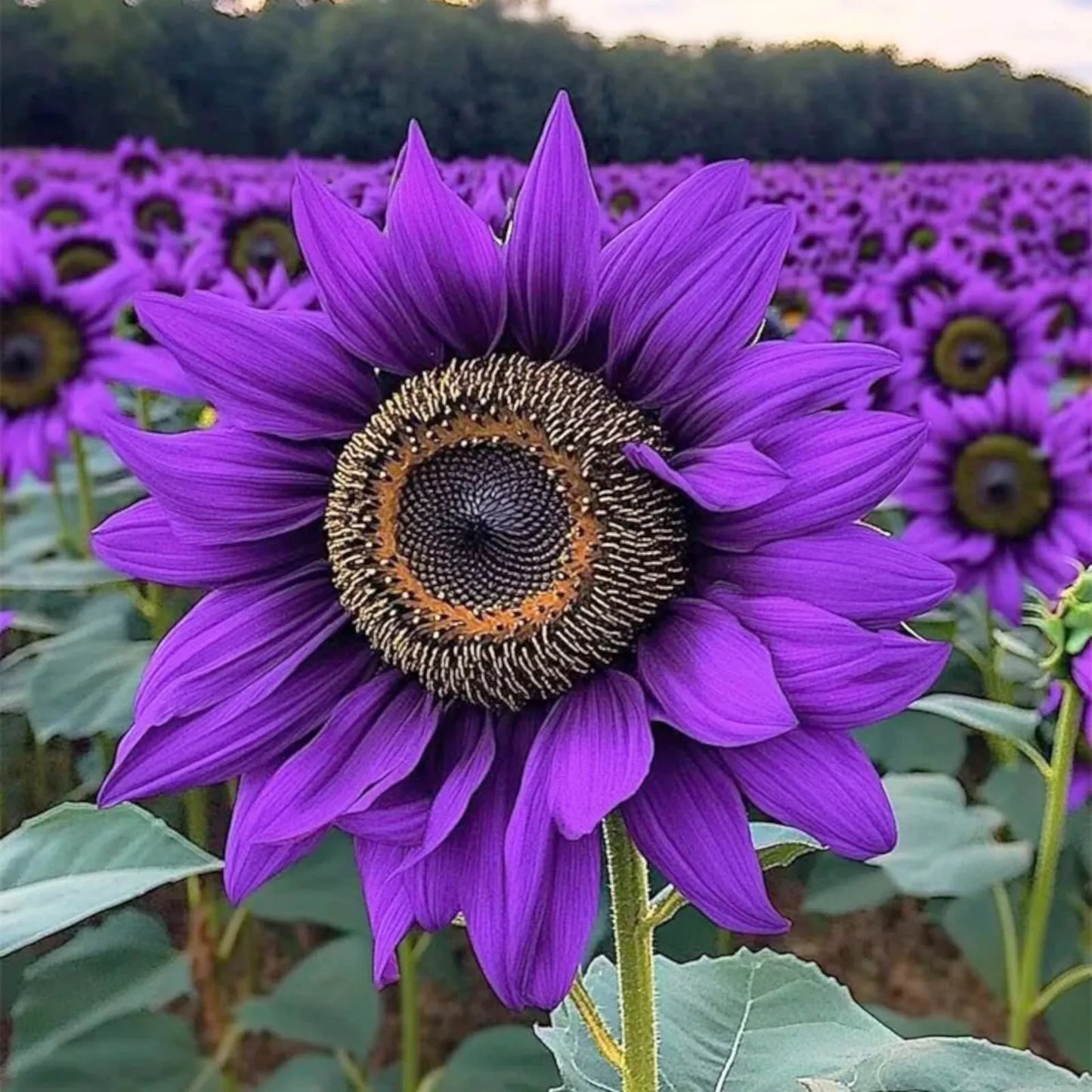 50pcs Violet Majesty Purple Sunflower Seeds - Rare Heirloom Helianthus annuus