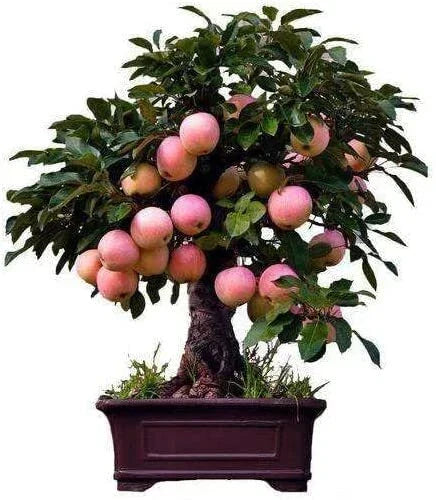Dwarf Bonsai Apple Tree Seeds - 50 Seeds for Indoor Fruit Bonsai - Malus pumila