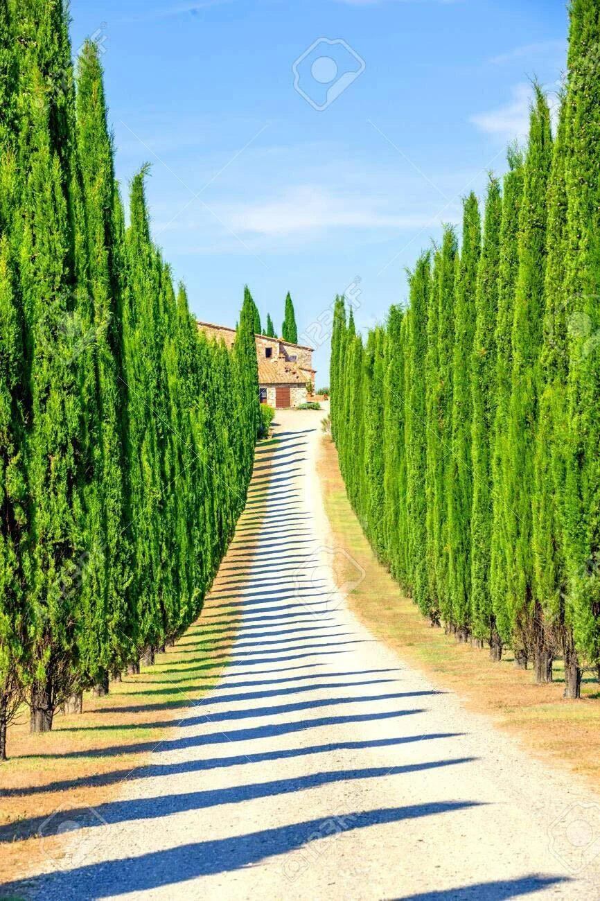 Italian Cypress Seeds | 50 Exotic Evergreen Tree Seeds | Cupressus sempervirens
