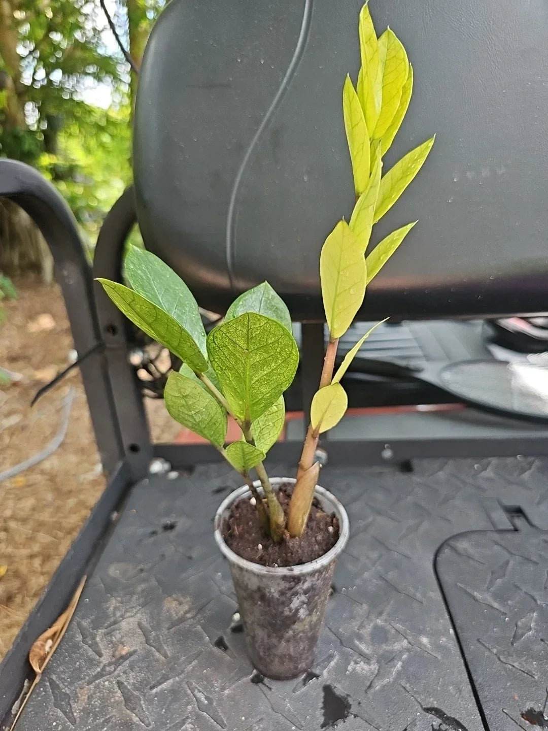 ZZ Plant Chameleon Variegated in 3" Pot - Zamioculcas zamiifolia, Indoor Low Light Houseplant, Rooted Green & Cream Foliage