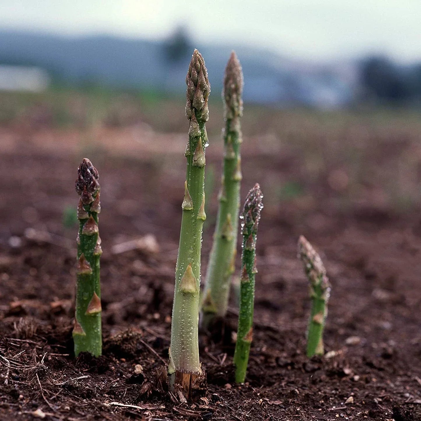 Asparagus Seeds UC 157 F2 Hybrid Non-GMO Vegetable Seeds for Home Garden, High Yield, Full Sun, Well-Drained Soil
