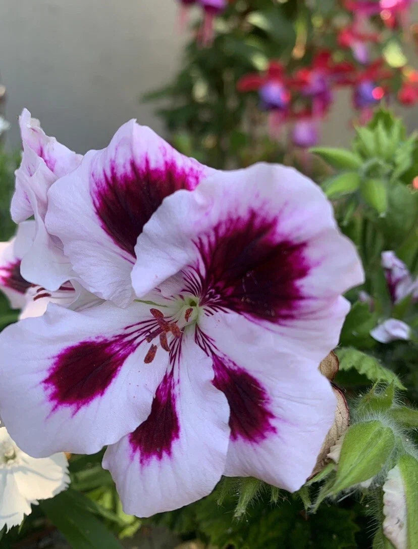 Rare Purple Geranium Cuttings - Bright Purple & White Blooms, Perennial Geranium 'Rozanne' for Garden, Border & Containers