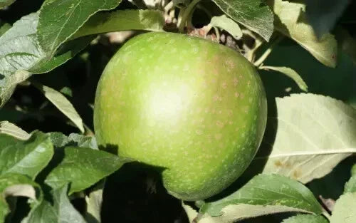 Granny Smith Apple Seeds - 25+ Heirloom Malus domestica Seeds - USA Grown