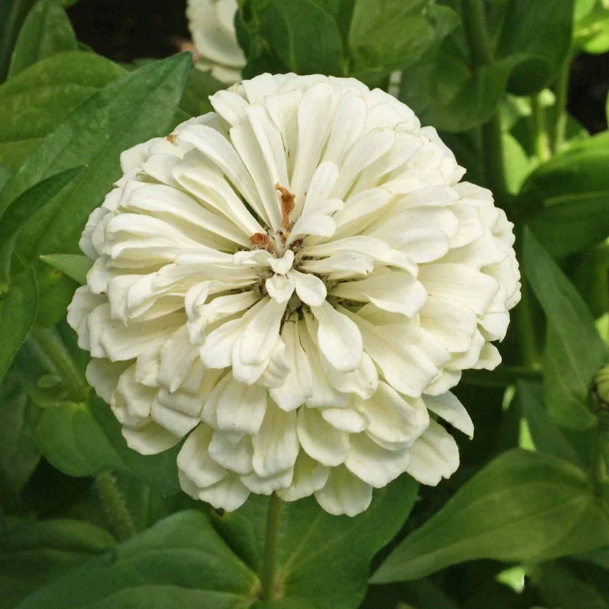 Polar Bear Zinnia Seeds 1/4 Lb Wildflower Variety, Zinnia elegans, White Blooms, Garden Seeds, Pollinator Attracting, Mylar Packet