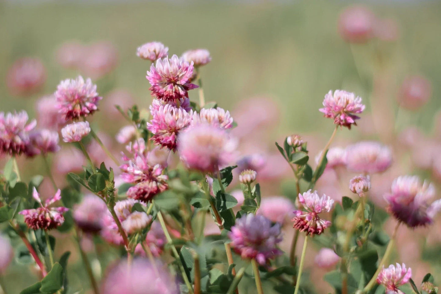 Alsike Pink Clover Seeds - Bulk Trifolium hybridum Herb Seeds for Medicinal Gardens, Pink Flowers, Easy to Grow