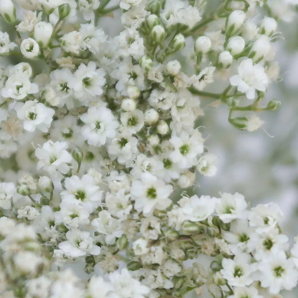 Baby's Breath Seeds 1000+ Count Gypsophila elegans White Flowers for Gardens & Floral Arrangements