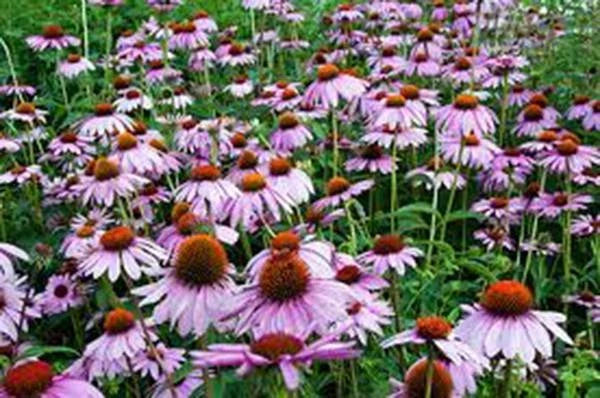 Purple Coneflower Seeds 1000 Pack Echinacea purpurea Perennial Flower for Garden & Landscape