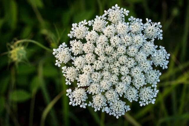 Queen Anne's Lace Seeds - 250 Count Wildflower Seeds - Daucus carota