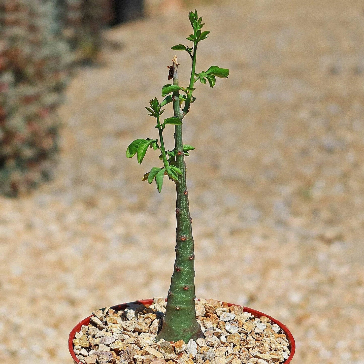Adenia glauca Succulent Plant | Live Green Cactus in 4-Inch Pot | Drought-Tolerant Indoor Outdoor Plant