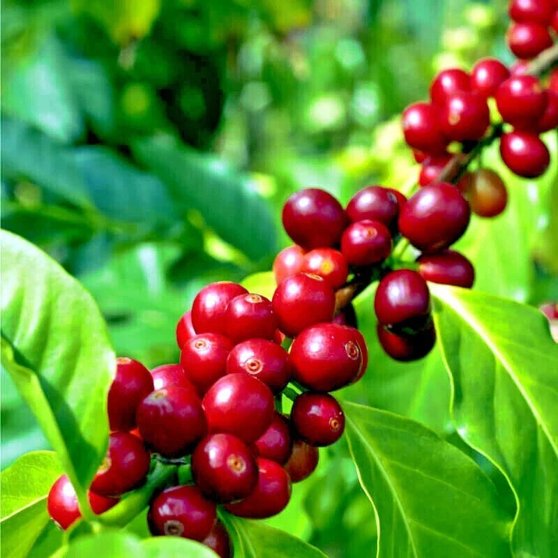 Coffea arabica Seeds - 20 Rare Tropical Coffee Bean Indoor House Plant for Gardening & Coffee Enthusiasts