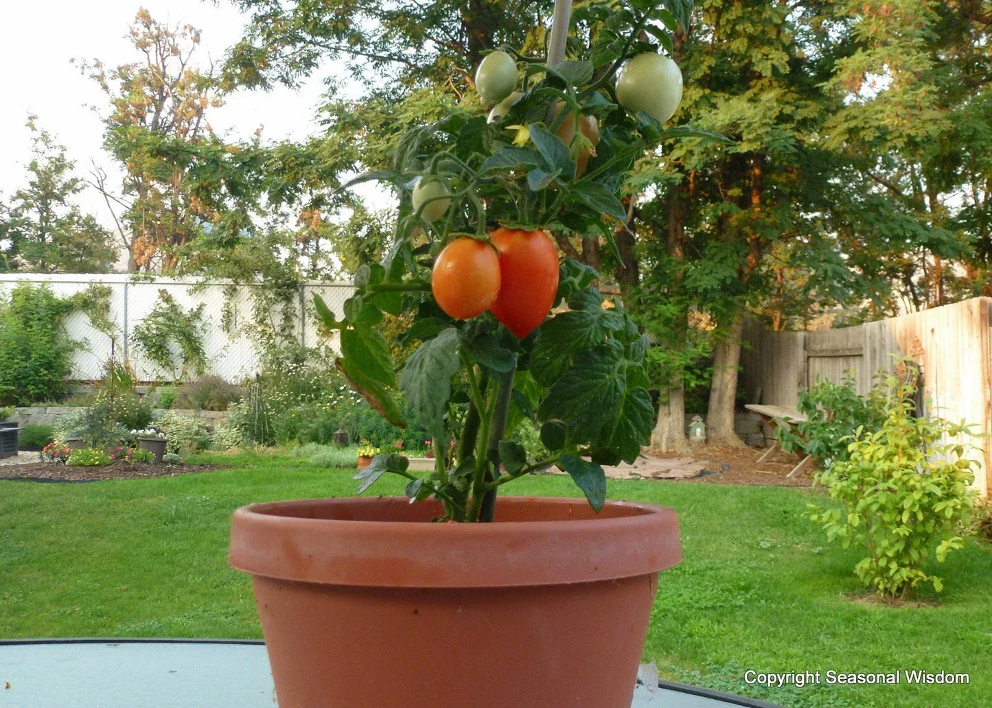 Roma Tomato Seeds - 20 Heirloom Seeds for Window Boxes & Canning
