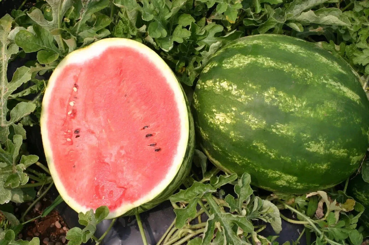Top Gun Watermelon Seeds - 50+ Non-GMO Seeds for Home Garden - Citrullus lanatus