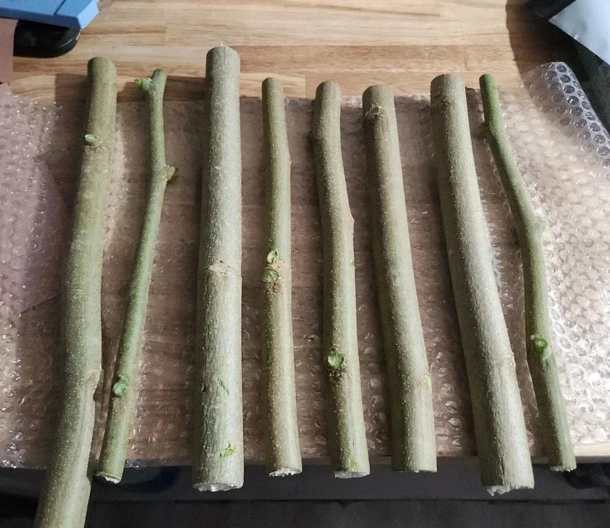 Moringa Oleifera Cuttings 8 Thick Non-GMO + 10 Seeds | Horseradish Drumstick Tree | Fast-Growing, Nutrient-Rich Plants