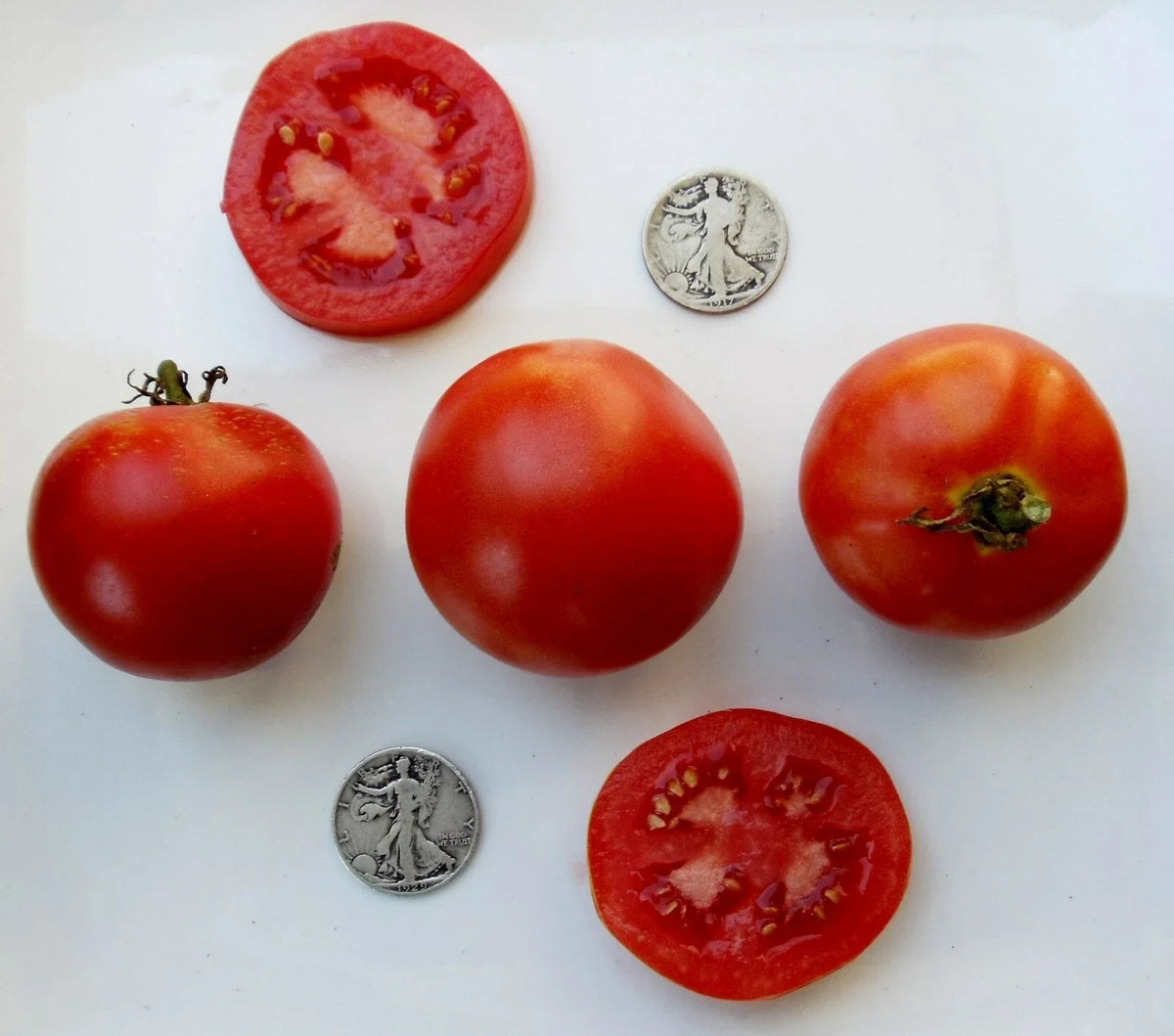 Super Sioux Tomato Seeds - Heirloom, Non-GMO, 25 Pack for Home Gardens, Salad & Sauce, Indeterminate, Solanum lycopersicum