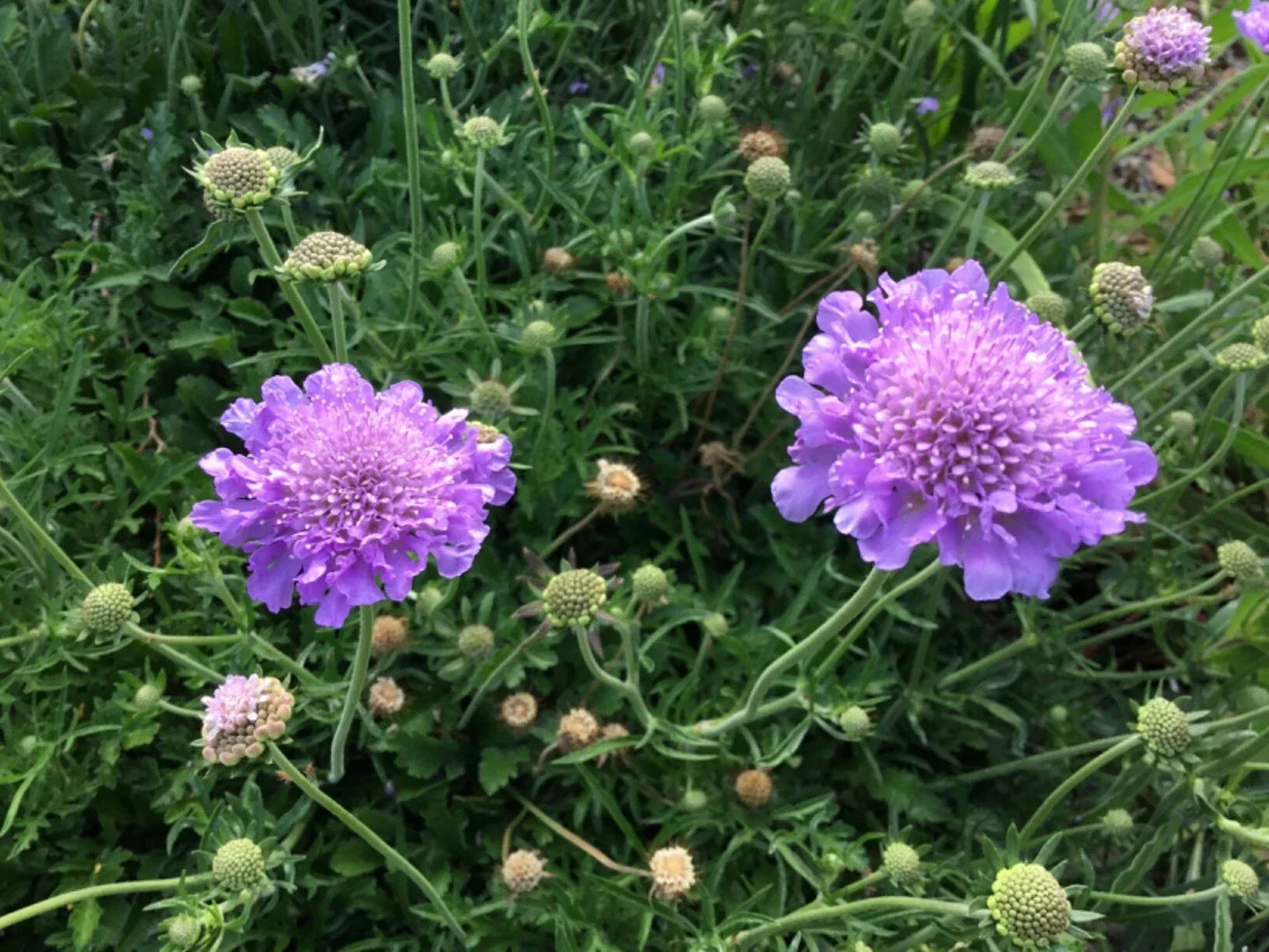 Scabiosa Seeds - Violet and White Mix - Pincushion Flower (Scabiosa atropurpurea) - Garden Flowering Seeds