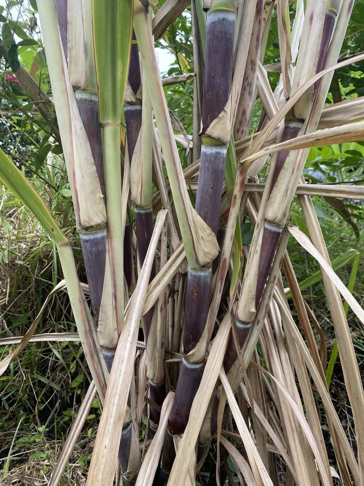 Sugar Cane Cuttings - 3 Large Organic Saccharum officinarum Clippings for Tropical Gardens