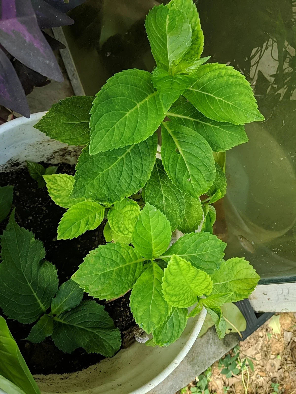 Nikko Blue/Pink Hydrangea Cutting 4-6 Inch Fully Rooted Live Plant Hydrangea macrophylla