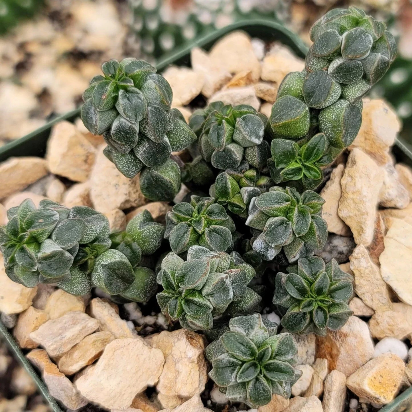 Peperomia Columella Cactus Plant – Live Succulent in 4-Inch Pot – Unique Green Indoor Houseplant – Easy-Care, Drought-Tolerant, Compact