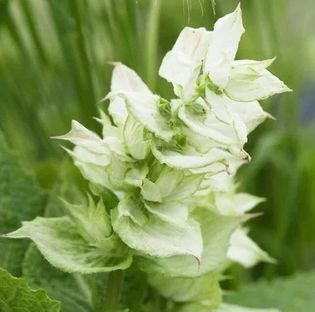Clary Sage Flower Seeds 100 Count - White Swan Variety (Salvia sclarea)