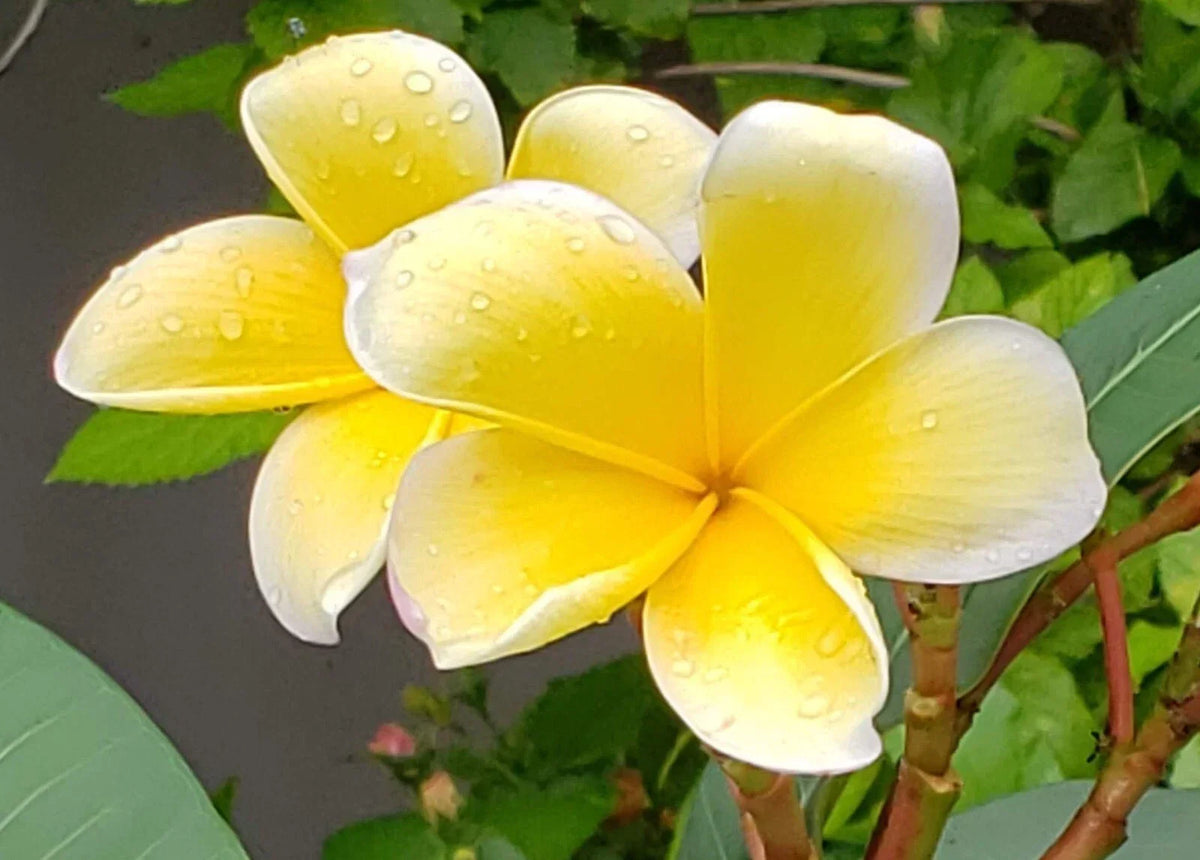 Yellow Plumeria Cuttings - Frangipani Plant Propagation - Tropical Flowering Plants - Plumeria rubra var. acutifolia