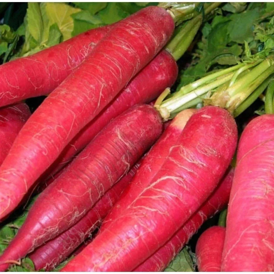 Radish Seeds Red Arrow Select, Pink Daikon Microgreens, Fast-Growing, Organic Raphanus sativus, 50-1000 Seeds
