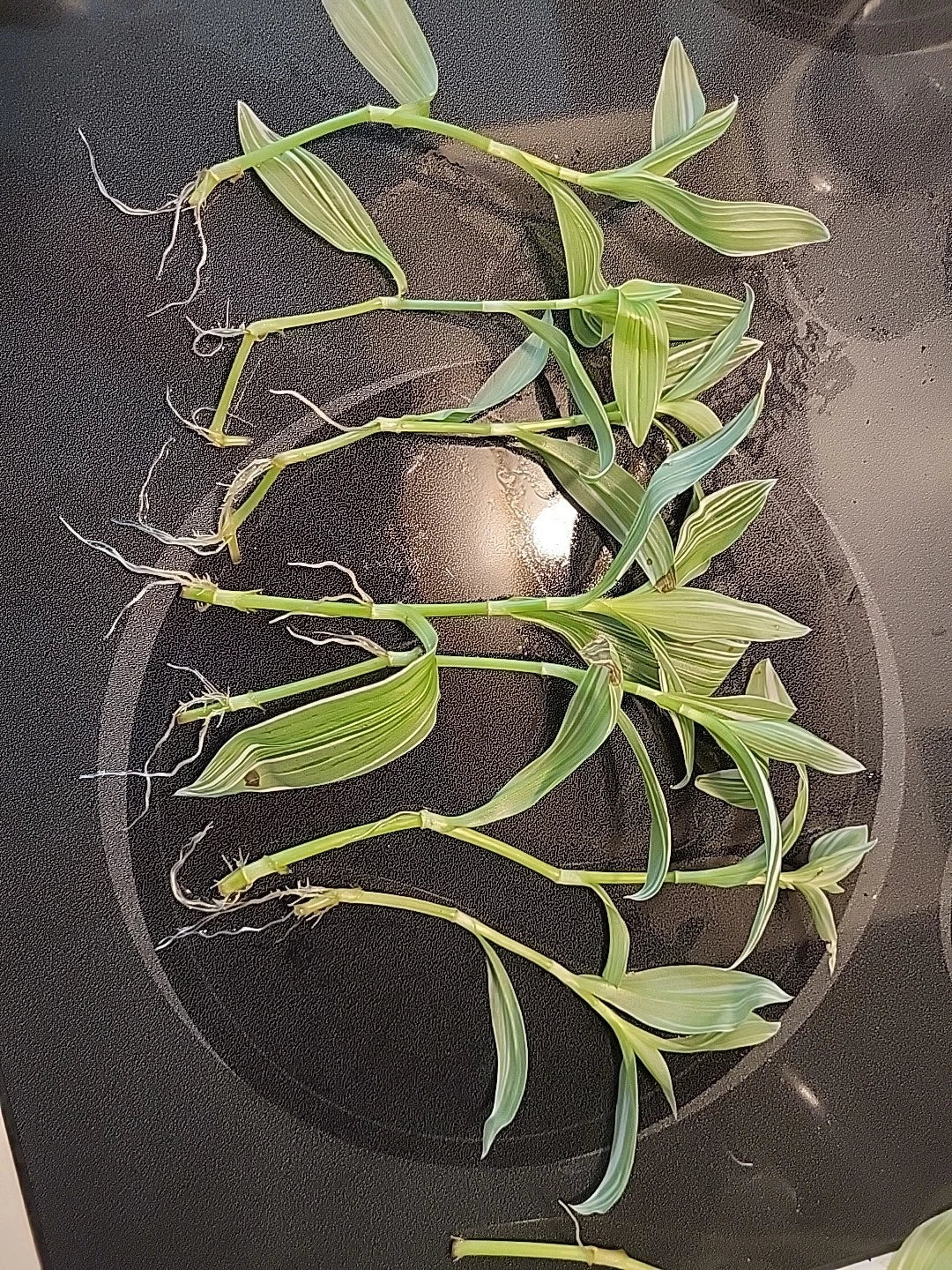 Tradescantia Albiflora Cuttings - 7 Pieces Wandering Jew Houseplant, Easy Care Trailing Plant for Indoor & Outdoor Use