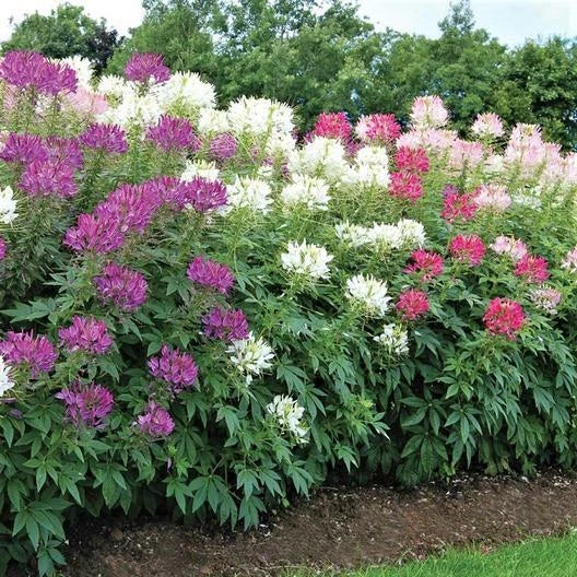 Bulk Cleome Seeds - Mixed Colors - Spider Flower - Non-GMO - 1000 Seeds - Landscaping, Garden Bed, Container Planting