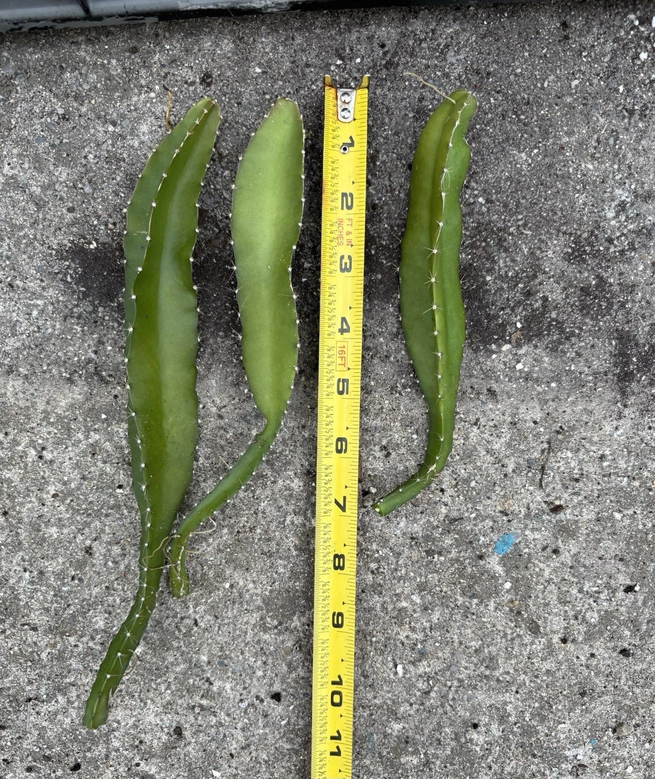 Yellow Dragonfruit Cuttings - 3 Pack, Edible Cactus, Hylocereus megalanthus, 6+ Inches, Exotic Fruit Plant for Garden or Container