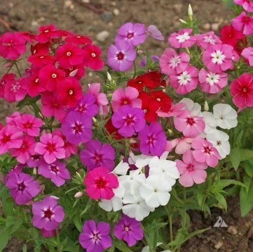 Phlox Seeds - 190 Count Beauty Mix - Annual Flower Seeds - Phlox drummondii for Borders, Containers & Garden Beds