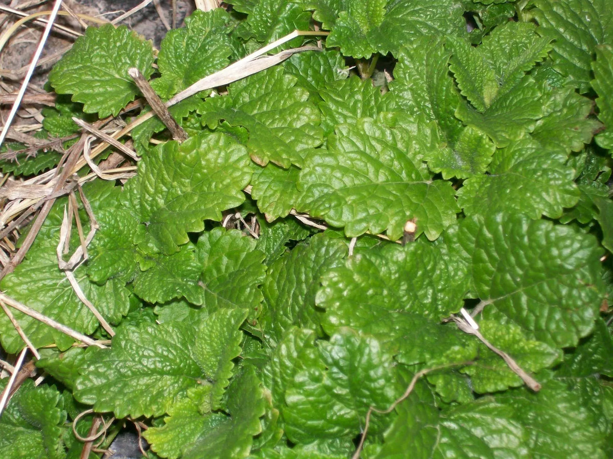 Spearmint Live Starter Plants Set of 6 | Perennial Mentha spicata Mint