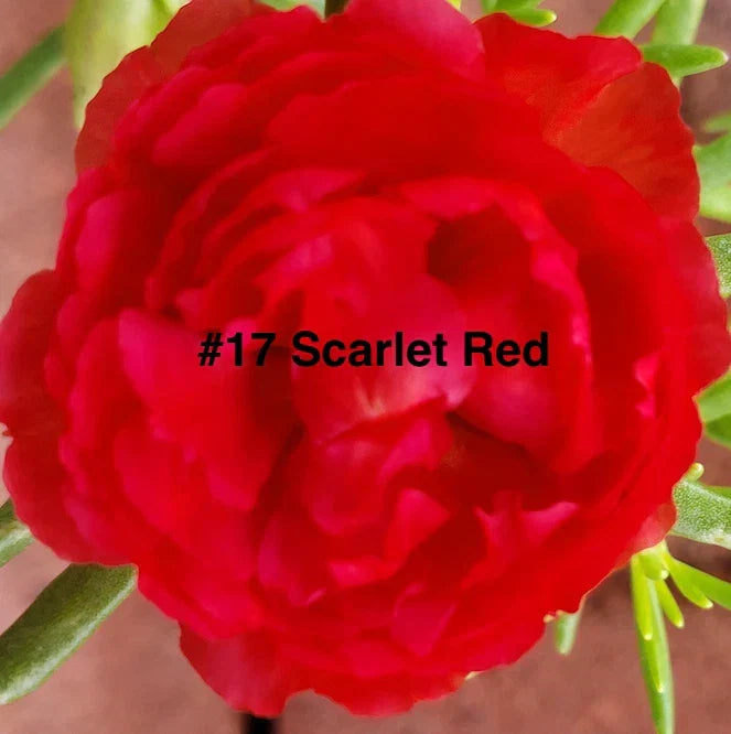 Moss Rose Cuttings - 10 Unrooted Scarlet Red Portulaca Grandiflora Drought-Tolerant Ground Cover