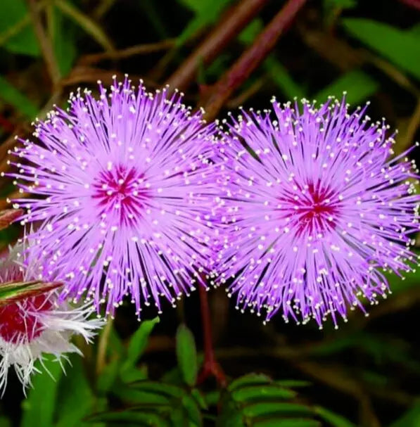 Mimosa Flower Seeds - 100+ Sensitive Plant Annual Wildflower - Pink Fluffy Flowers, Mimosa pudica, Garden Seeds