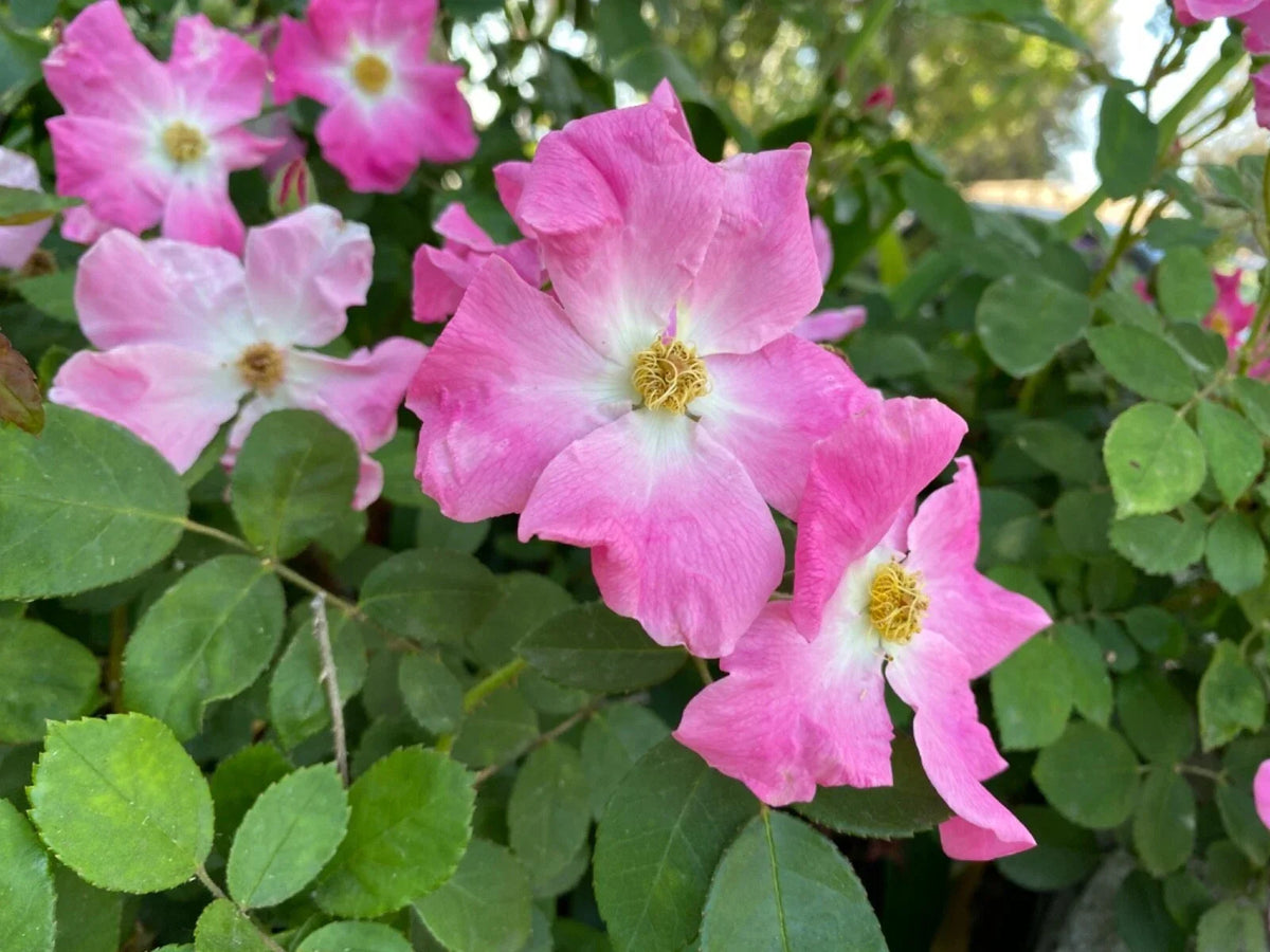 Floribunda Rose Cuttings 3-Pack | Brilliant Pink Iceberg Rosa 'Brilliant Pink Iceberg' | Garden Flower Planting Material
