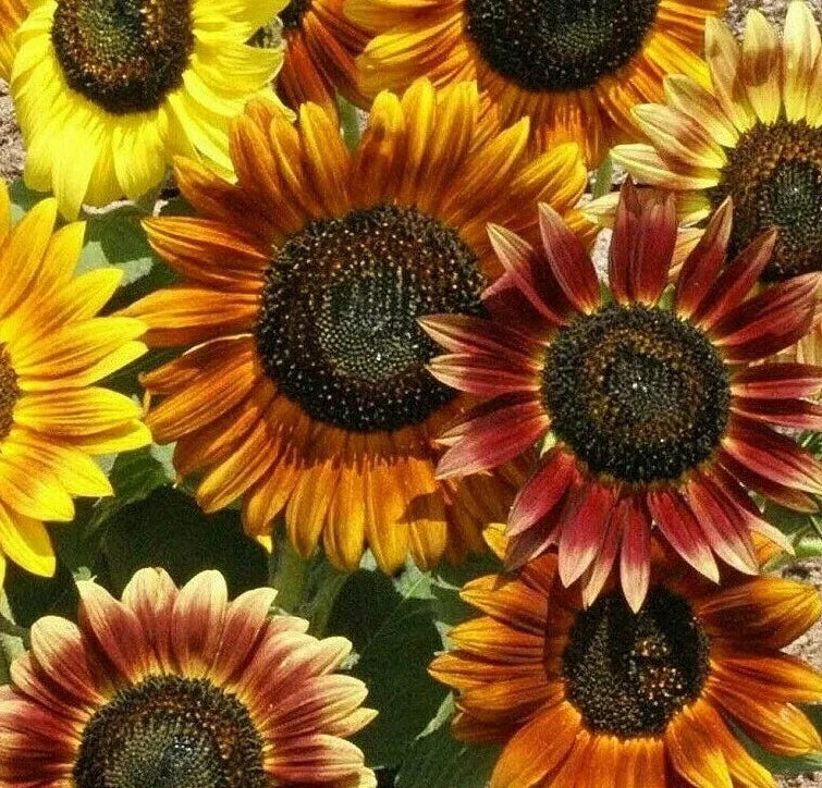 Mardi Gras Sunflower Seeds - 30+ Annual Flower Mix for Garden Bees & Butterflies, Helianthus annuus