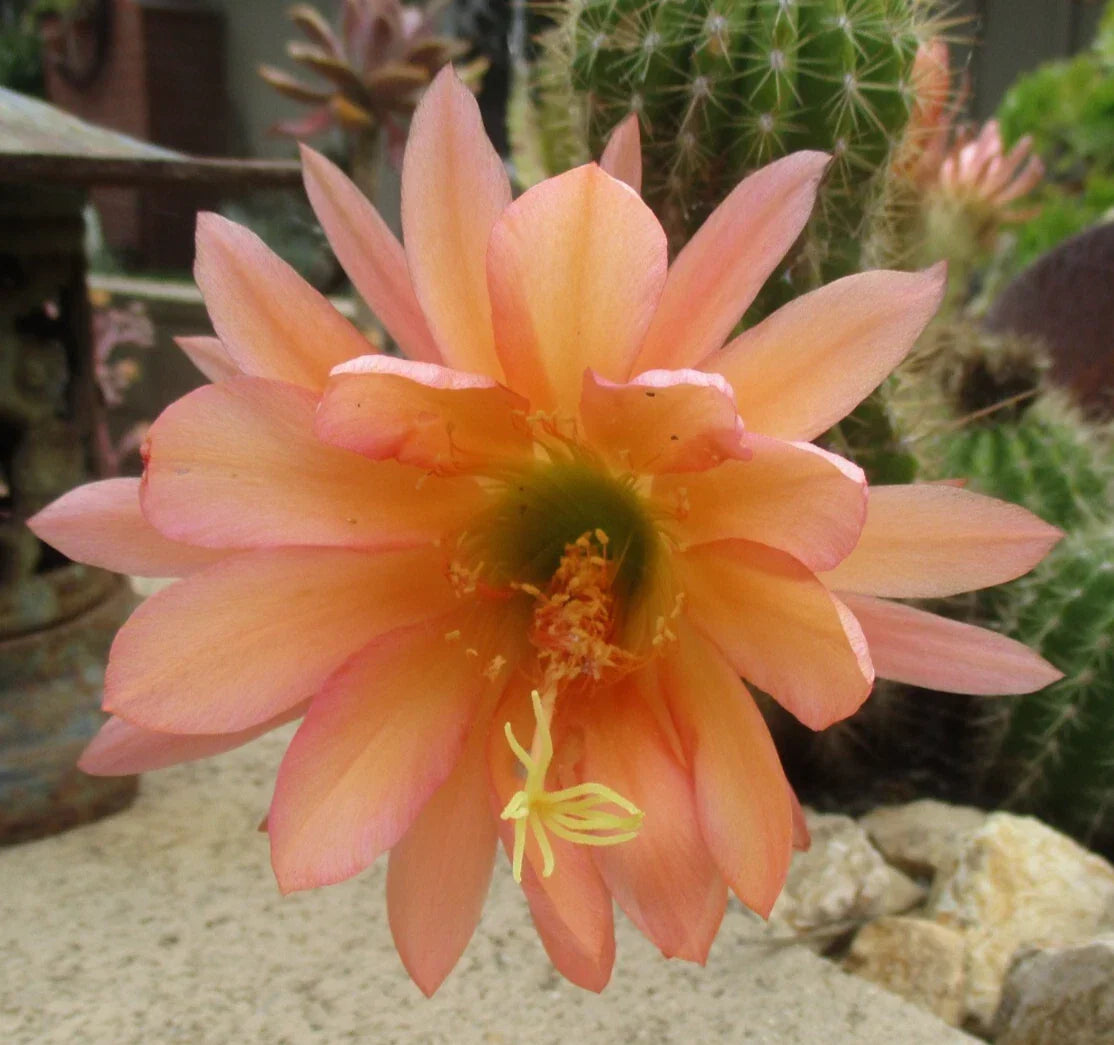 Echinopsis 'California' Cactus Cutting with 4 Pups | Succulent Indoor Plant | Easy Care Cactus | Echinopsis