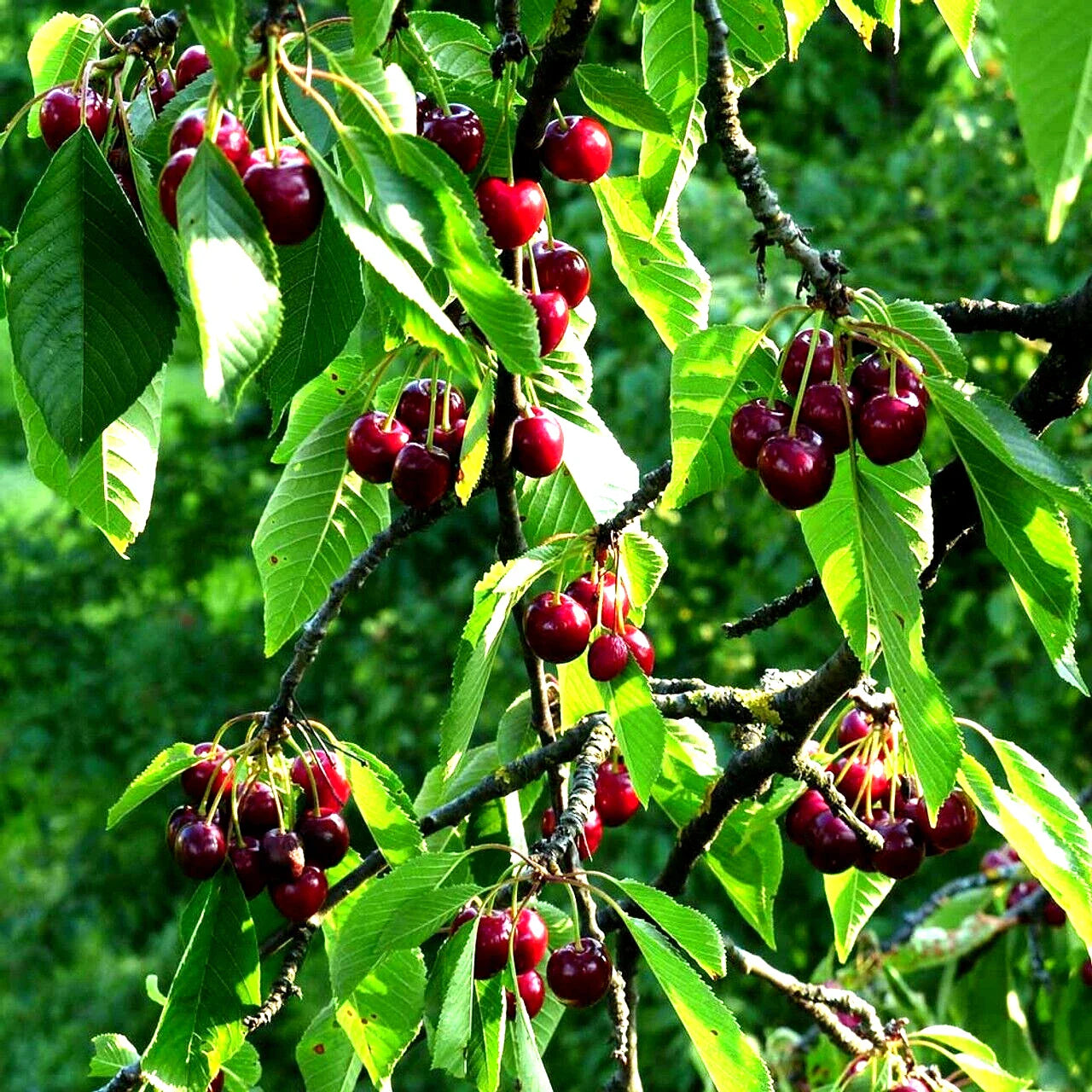 Sweet Mazzard Cherry Tree Seeds - Edible Fruit, Fast Growing, Hardy, Prunus avium, Zone 4