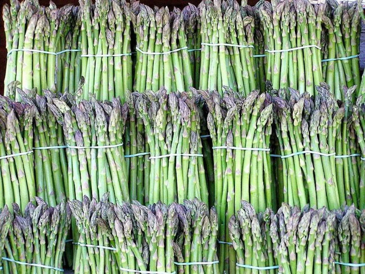Asparagus Seeds - Organic Non-GMO Heirloom UC72 - Perennial Vegetable, 100+ Seeds, Home Garden, Sustainable Gardening