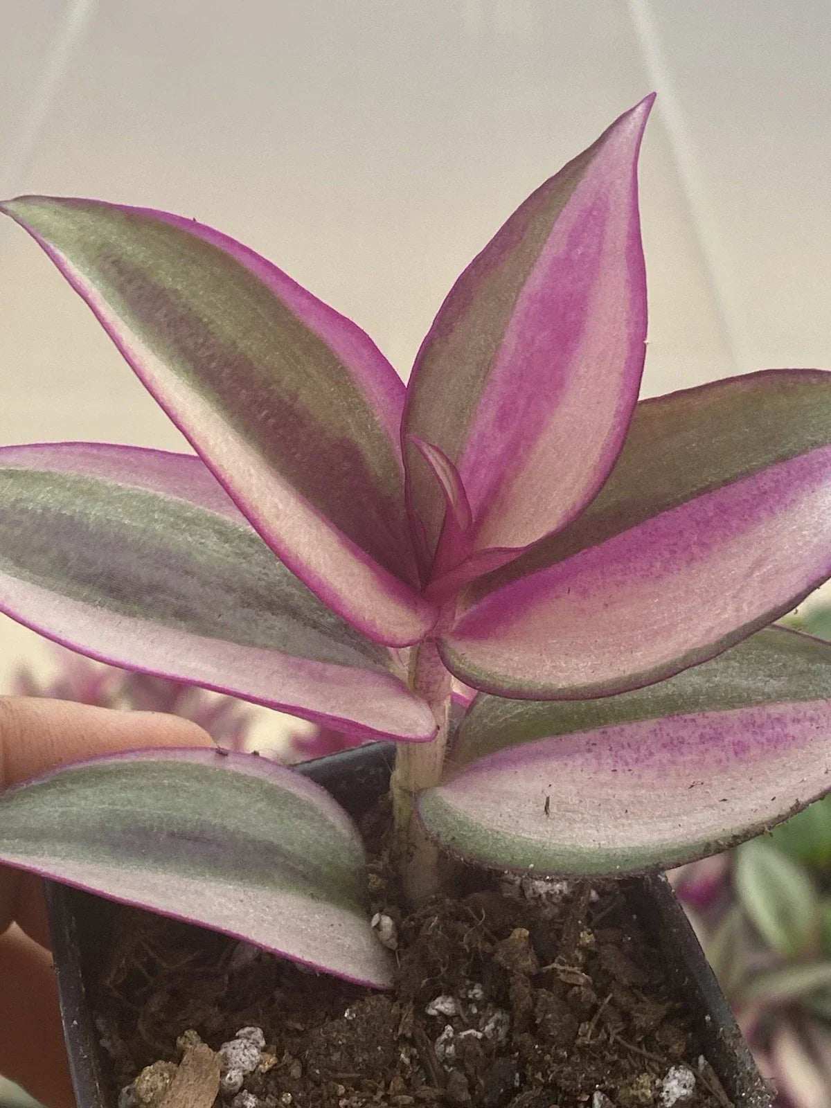 Tradescantia Quadricolor Rooted Cuttings - 2 Live Houseplants with Colorful Variegated Foliage