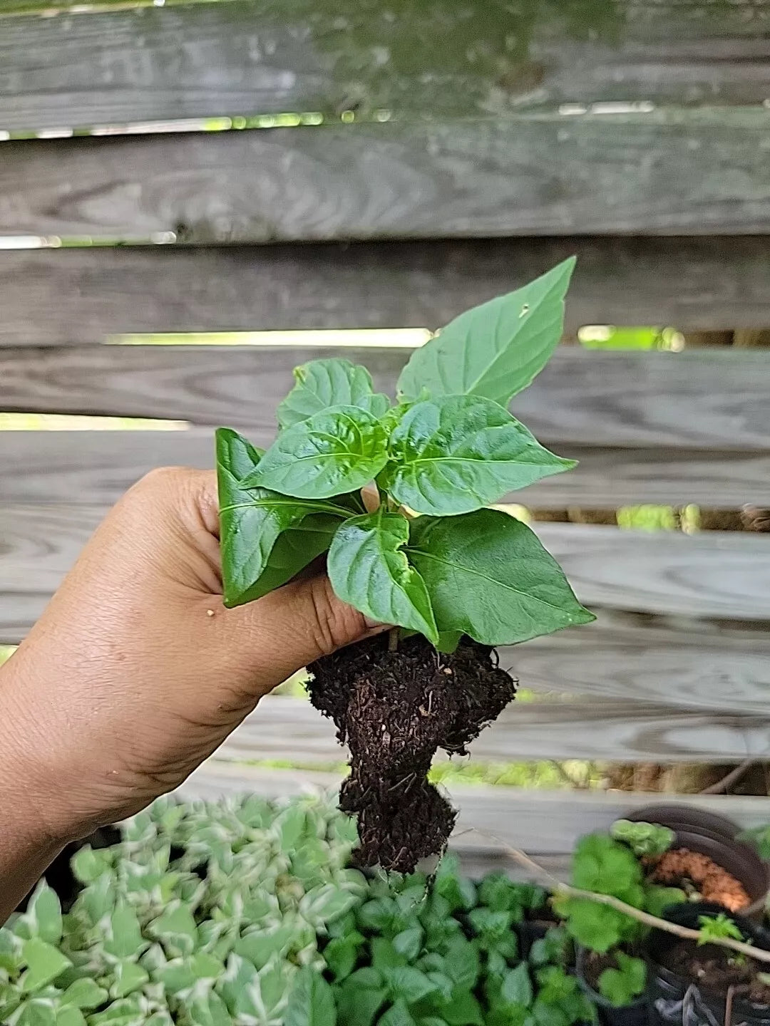 Red Habanero Pepper Plant in 3-Inch Pot, Non-GMO Capsicum chinense, Spicy Hot Peppers for Garden or Container