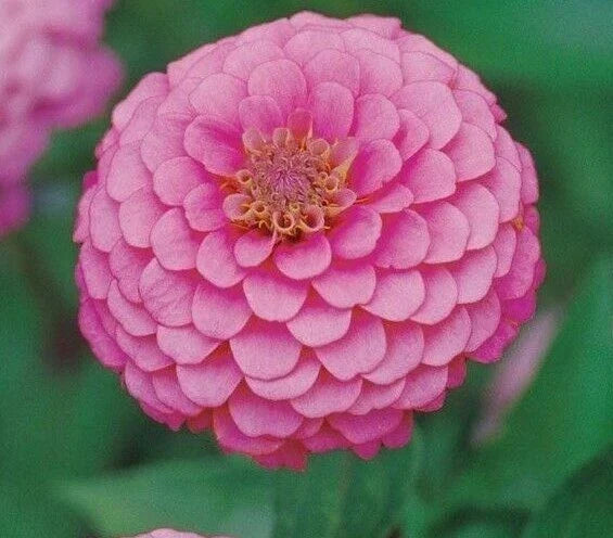 Pink Luminosa Zinnia Seeds – 100+ Annual Flower Seeds for Garden, Attracts Birds & Bees, Zinnia elegans